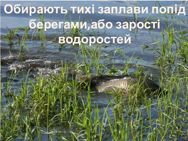 Обирають тихі заплави попід берегами,або зарості водоростей