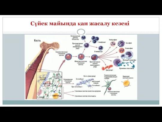 Сүйек майында қан жасалу кезеңі