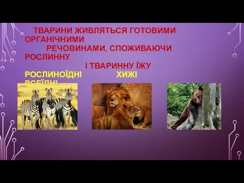 ТВАРИНИ ЖИВЛЯТЬСЯ ГОТОВИМИ ОРГАНІЧНИМИ РЕЧОВИНАМИ, СПОЖИВАЮЧИ РОСЛИННУ І ТВАРИННУ ЇЖУ РОСЛИНОЇДНІ ХИЖІ ВСЕЇДНІ