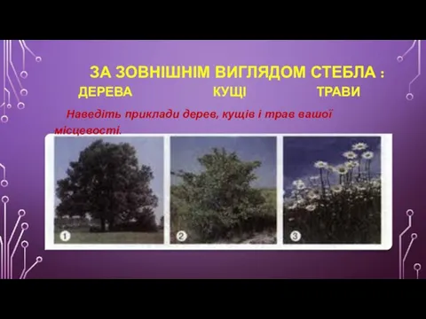 ЗА ЗОВНІШНІМ ВИГЛЯДОМ СТЕБЛА : ДЕРЕВА КУЩІ ТРАВИ Наведіть приклади дерев, кущів і трав вашої місцевості.