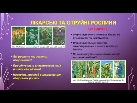 ЛІКАРСЬКІ ТА ОТРУЙНІ РОСЛИНИ Які рослини називають лікарськими? Про лікувальні