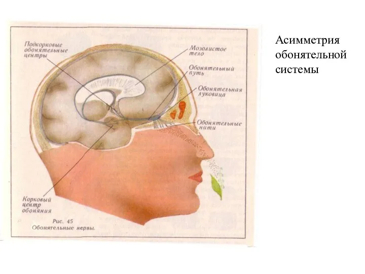 Асимметрия обонятельной системы