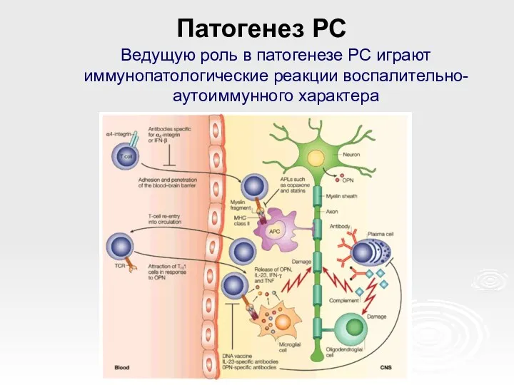 Патогенез РС Ведущую роль в патогенезе РС играют иммунопатологические реакции воспалительно-аутоиммунного характера