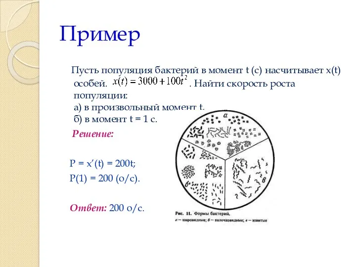 Пример Пусть популяция бактерий в момент t (с) насчитывает x(t) особей. . Найти
