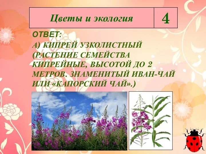 ОТВЕТ: А) КИПРЕЙ УЗКОЛИСТНЫЙ (РАСТЕНИЕ СЕМЕЙСТВА КИПРЕЙНЫЕ, ВЫСОТОЙ ДО 2 МЕТРОВ. ЗНАМЕНИТЫЙ ИВАН-ЧАЙ ИЛИ «КАПОРСКИЙ ЧАЙ».)