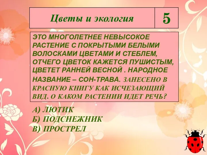 ЭТО МНОГОЛЕТНЕЕ НЕВЫСОКОЕ РАСТЕНИЕ С ПОКРЫТЫМИ БЕЛЫМИ ВОЛОСКАМИ ЦВЕТАМИ И