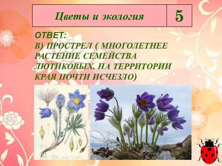 ОТВЕТ: В) ПРОСТРЕЛ ( МНОГОЛЕТНЕЕ РАСТЕНИЕ СЕМЕЙСТВА ЛЮТИКОВЫХ. НА ТЕРРИТОРИИ КРАЯ ПОЧТИ ИСЧЕЗЛО)