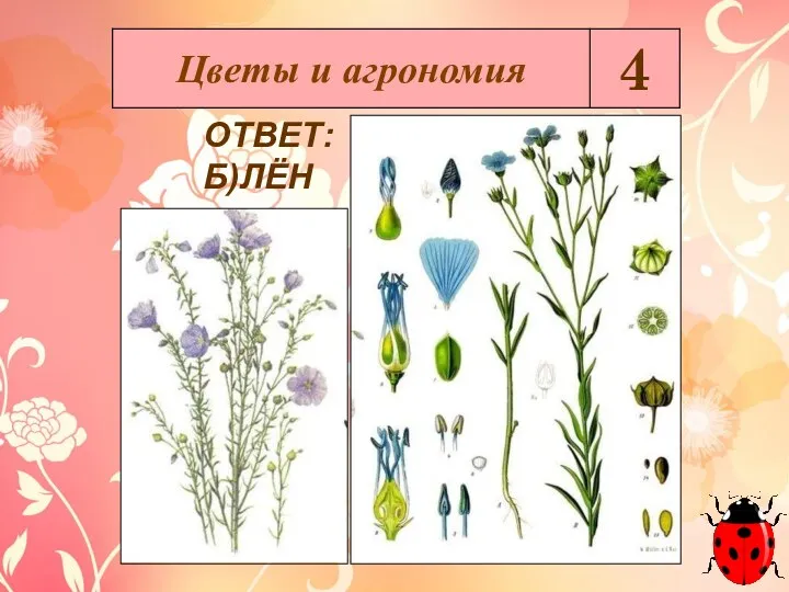 ОТВЕТ: Б)ЛЁН