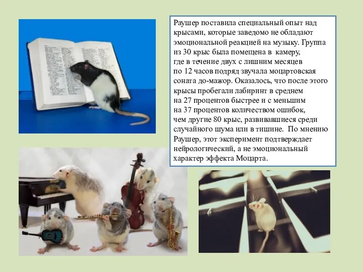 Раушер поставила специальный опыт над крысами, которые заведомо не обладают