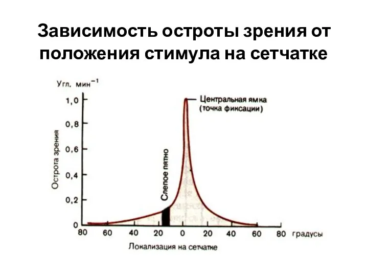 Зависимость остроты зрения от положения стимула на сетчатке