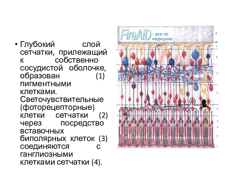 Глубокий слой сетчатки, прилежащий к собственно сосудистой оболочке, образован (1)