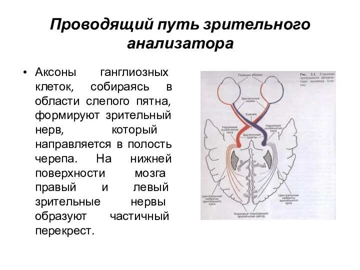 Проводящий путь зрительного анализатора Аксоны ганглиозных клеток, собираясь в области