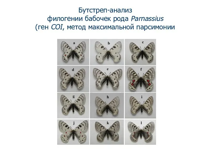 Бутстреп-анализ филогении бабочек рода Parnassius (ген COI, метод максимальной парсимонии