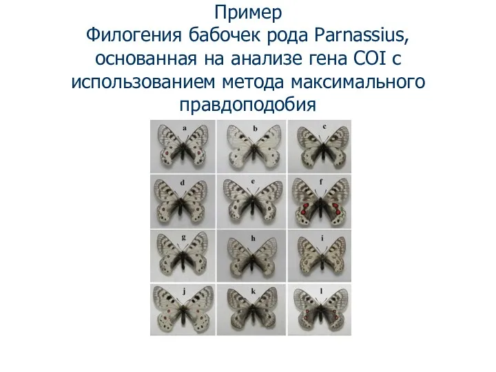 Пример Филогения бабочек рода Parnassius, основанная на анализе гена COI с использованием метода максимального правдоподобия