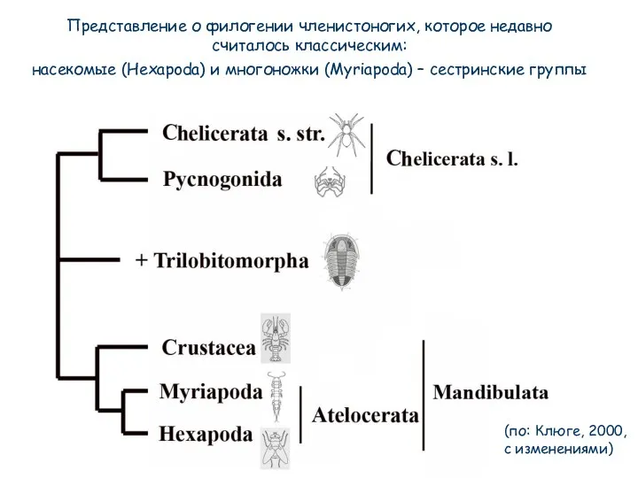 (по: Клюге, 2000, с изменениями) Представление о филогении членистоногих, которое