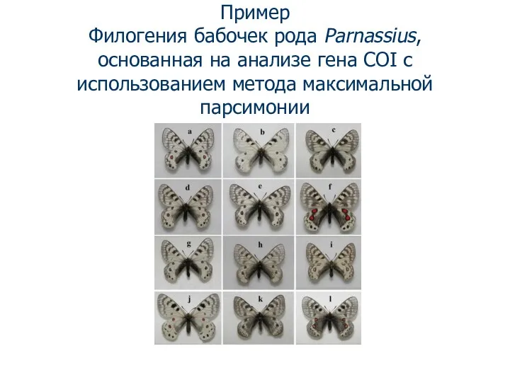 Пример Филогения бабочек рода Parnassius, основанная на анализе гена COI с использованием метода максимальной парсимонии