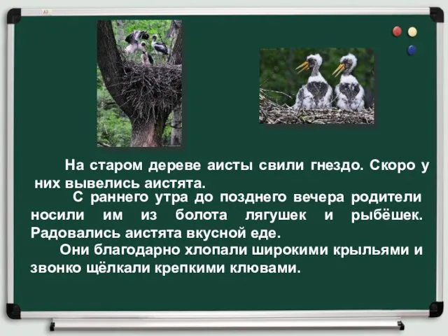 На старом дереве аисты свили гнездо. Скоро у них вывелись