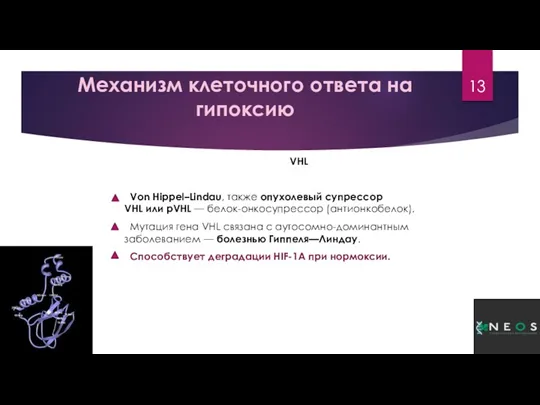 Механизм клеточного ответа на гипоксию VHL Von Hippel–Lindau, также опухолевый