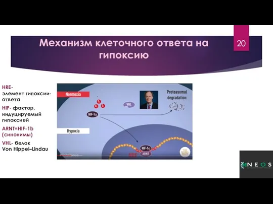 Механизм клеточного ответа на гипоксию HRE-элемент гипоксии-ответа HIF- фактор, индуцируемый