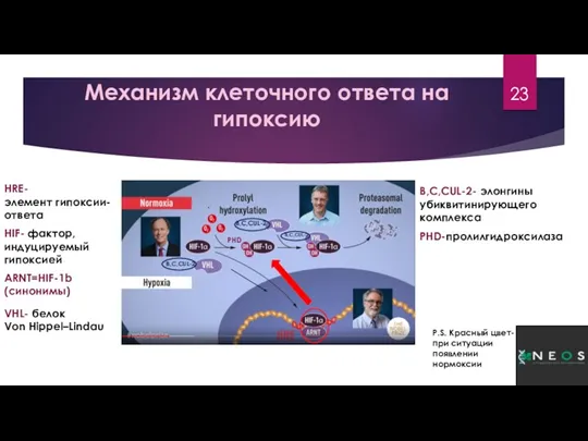 Механизм клеточного ответа на гипоксию HRE-элемент гипоксии-ответа HIF- фактор, индуцируемый