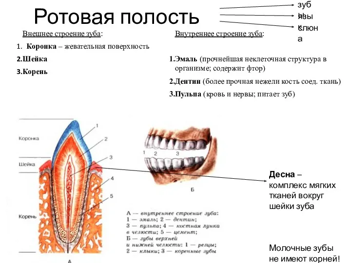 Ротовая полость Внешнее строение зуба: Коронка – жевательная поверхность Шейка