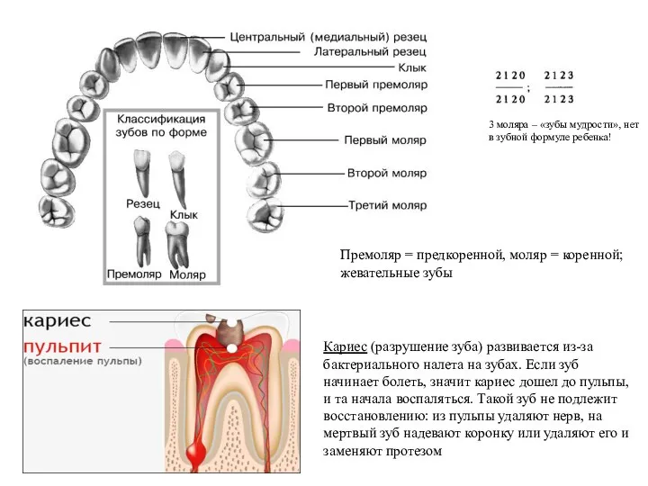 Премоляр = предкоренной, моляр = коренной; жевательные зубы Кариес (разрушение