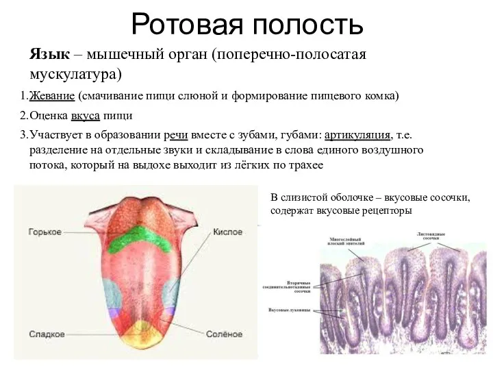 Ротовая полость Язык – мышечный орган (поперечно-полосатая мускулатура) Жевание (смачивание