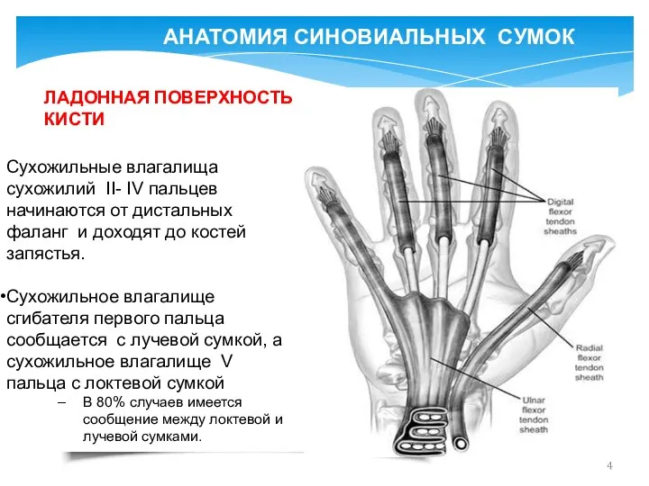 АНАТОМИЯ СИНОВИАЛЬНЫХ СУМОК Сухожильные влагалища сухожилий II- IV пальцев начинаются