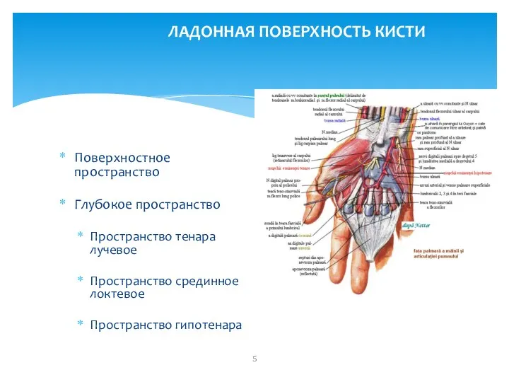 ЛАДОННАЯ ПОВЕРХНОСТЬ КИСТИ Поверхностное пространство Глубокое пространство Пространство тенара лучевое Пространство срединное локтевое Пространство гипотенара