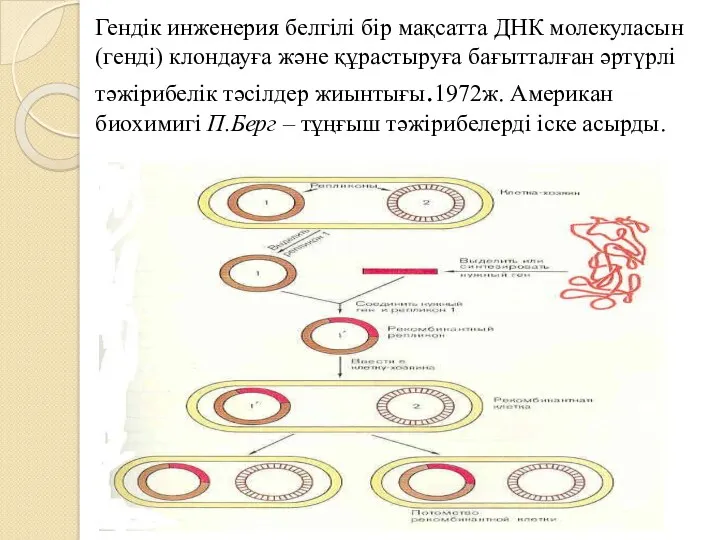 Гендік инженерия белгілі бір мақсатта ДНК молекуласын (генді) клондауға және