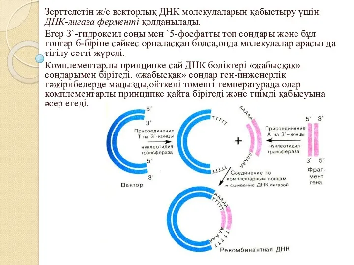 Зерттелетін ж/е векторлық ДНК молекулаларын қабыстыру үшін ДНК-лигаза ферменті қолданылады.