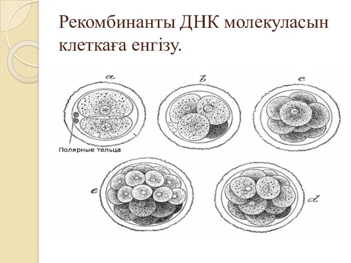 Рекомбинанты ДНК молекуласын клеткаға енгізу.