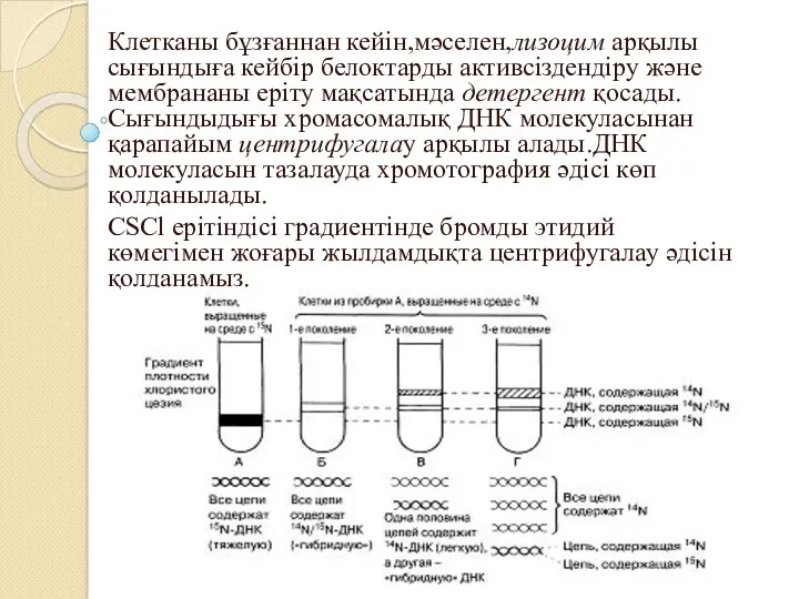 Клетканы бұзғаннан кейін,мәселен,лизоцим арқылы сығындыға кейбір белоктарды активсіздендіру және мембрананы