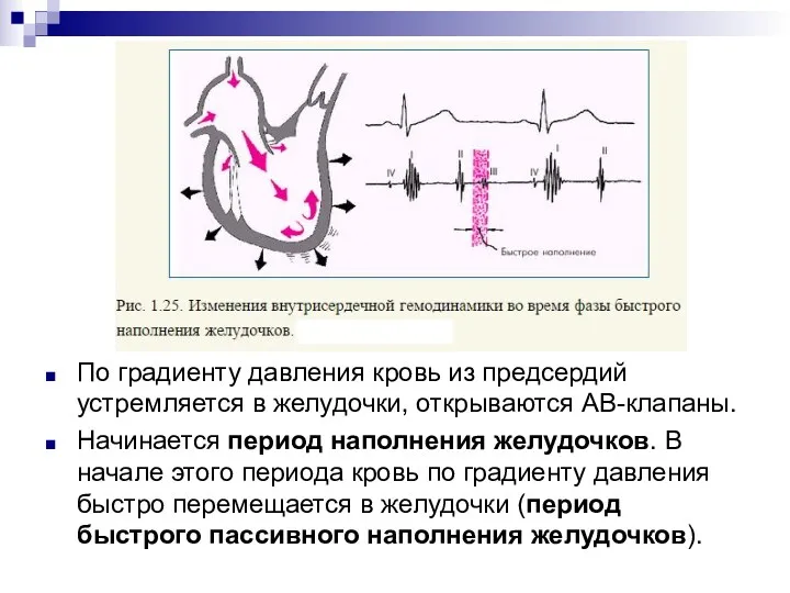 По градиенту давления кровь из предсердий устремляется в желудочки, открываются