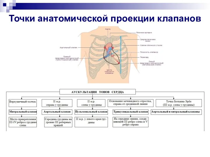 Точки анатомической проекции клапанов