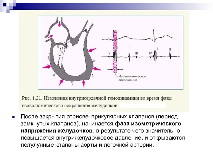 После закрытия атриовентрикулярных клапанов (период замкнутых клапанов), начинается фаза изометрического