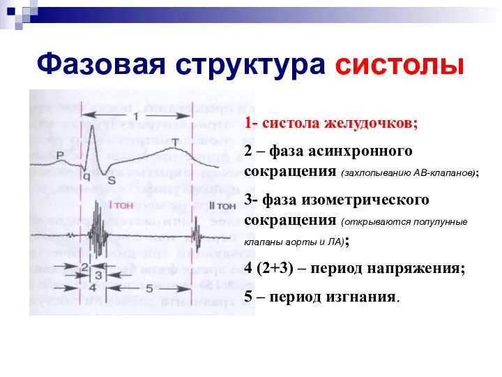 Фазовая структура систолы 1- систола желудочков; 2 – фаза асинхронного