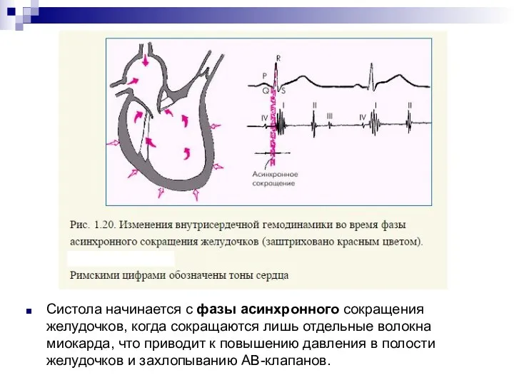 Систола начинается с фазы асинхронного сокращения желудочков, когда сокращаются лишь