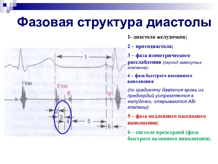 Фазовая структура диастолы 1- диастола желудочков; 2 – протодиастола; 3