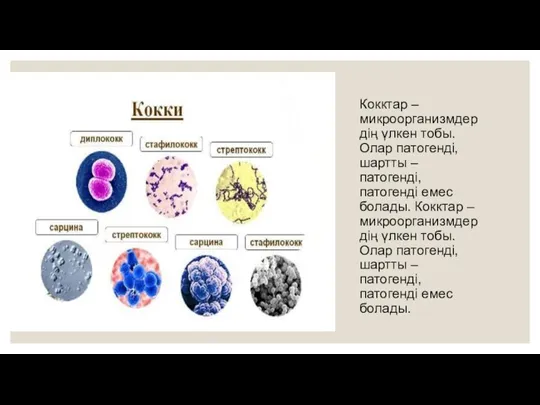 Кокктар – микроорганизмдердің үлкен тобы. Олар патогенді, шартты – патогенді, патогенді емес болады.