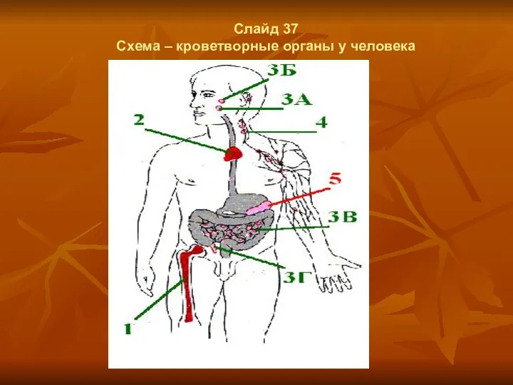 Слайд 37 Схема – кроветворные органы у человека