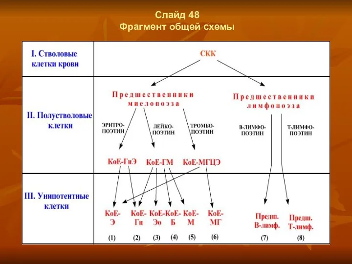 Слайд 48 Фрагмент общей схемы