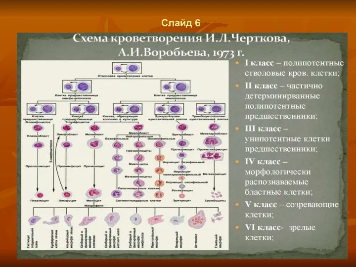 Слайд 6