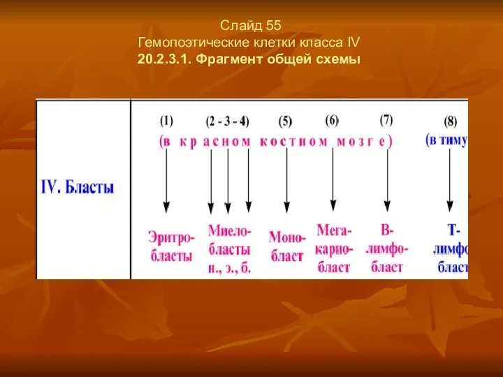 Слайд 55 Гемопоэтические клетки класса IV 20.2.3.1. Фрагмент общей схемы