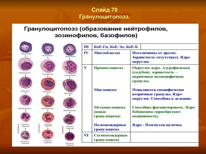 Слайд 70 Гранулоцитопоэз.