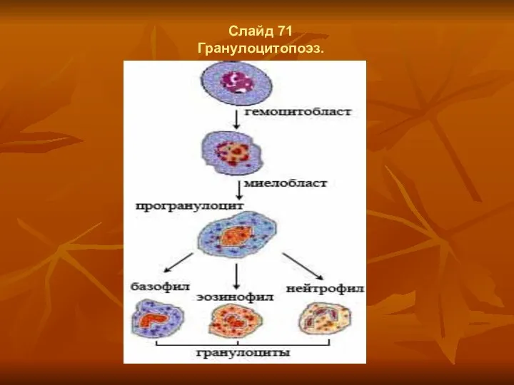 Слайд 71 Гранулоцитопоэз.