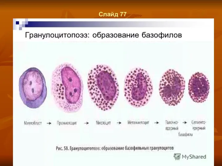 Слайд 77