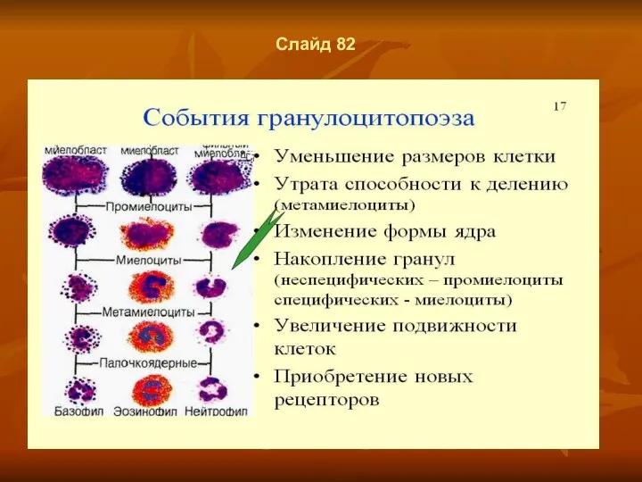 Слайд 82