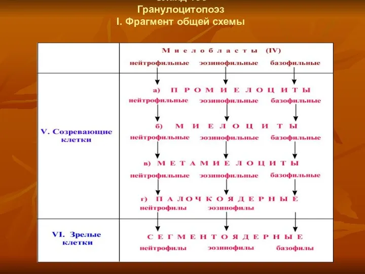 Слайд 135 Гранулоцитопоэз I. Фрагмент общей схемы