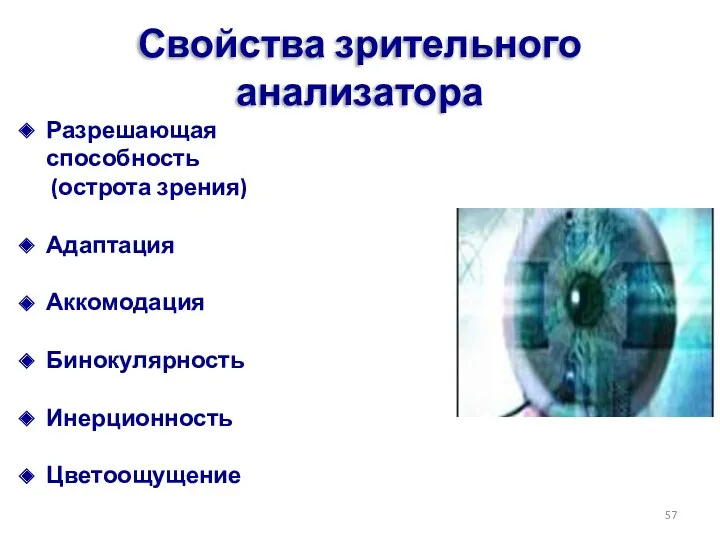 Свойства зрительного анализатора Разрешающая способность (острота зрения) Адаптация Аккомодация Бинокулярность Инерционность Цветоощущение